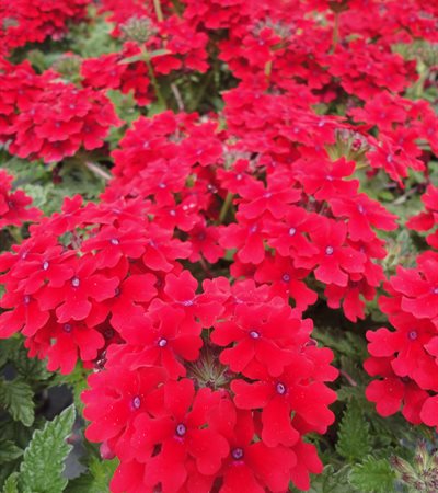 Verbena Lanai® Red